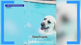 Meet Buster, the Florida dog whose love for water went viral | NewsNation Prime