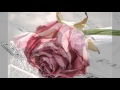 Mon film mon amie la rose    jacqueline beaufils