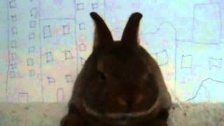 bunny-zilla