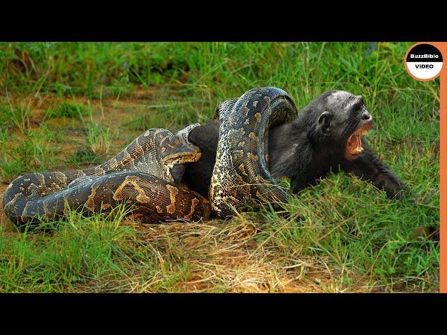 Poor Monkey Swallowed Whole By a Vicious Python class=