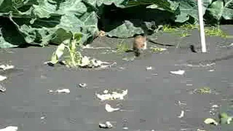 Nutty Weasel