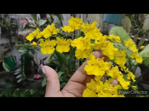 A floração dessa