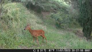 Capriolo femmina #wildlife #fototrappolaggio  #capriolo #trailcam #wildanimals