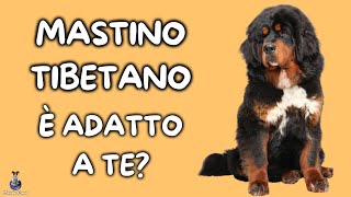 Mastino Tibetano: Cosa Sapere