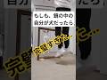 【爆笑】バカ殿を超えてくる合わせ鏡コント #shorts #ジャックラッセルテリア #あいちゃん