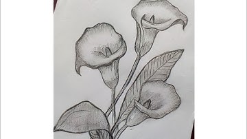 How To Draw Flower Step by Step || Easy Calla Lily Flower