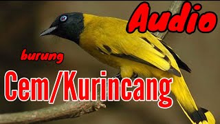 SUARA BURUNG CEM atau KURINCANG