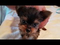 Yorkie puppy Tex, Bath day! Visit www.Puppyterriers.com for info. on all our babies 912.690.3770/Pat