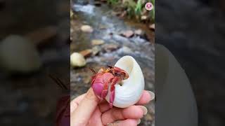 Catching Seafood 🦀🐙 ASMR Relaxing (Catch Shark, Fish, Deep Sea Monster) #763 by Min Leo 23,934 views 11 months ago 8 minutes, 17 seconds