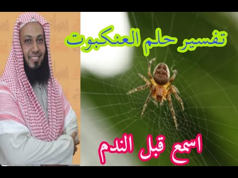 العنكبوت في الرؤيا تفسير حلم العنكبوت