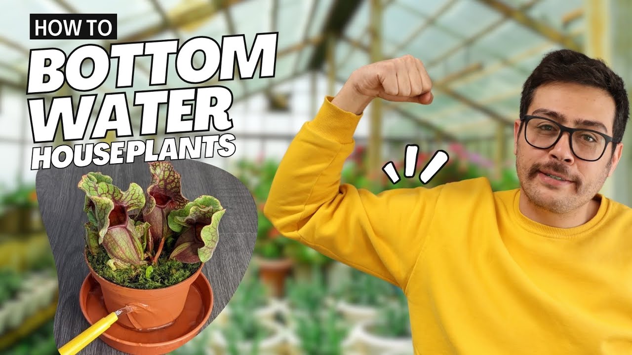 Bottom Watering: The Secret to Explosive Plant Growth, Its Benefits & How to Do It!