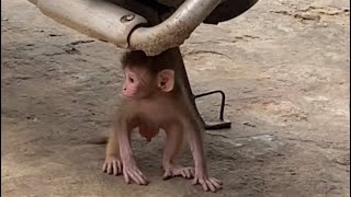 Newborn baby monkey and mother new video,funny monkeys video,recommended voice…