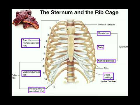 thoracic cage diagram labeled