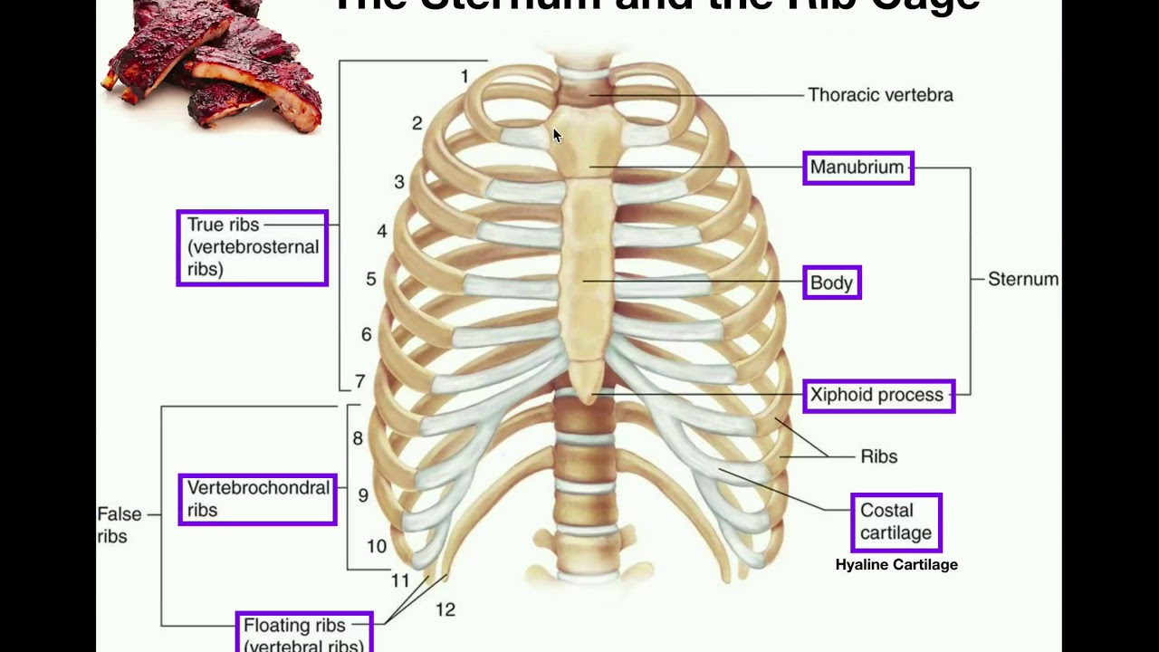 Anatomy | The Sternum, Rib Cage, & Vertebrae - YouTube