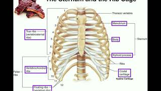 vertebral column and ribs