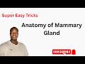 Anatomy of Mammary Gland