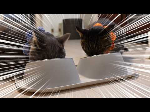 Kumajiro and Torojiro - YouTube
