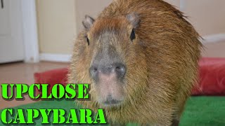 Up Close Capybara