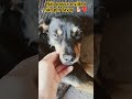 se inscreva-se aí por favor 🐕🥰 #cachorro #petsfofinhos #pets #cachorros