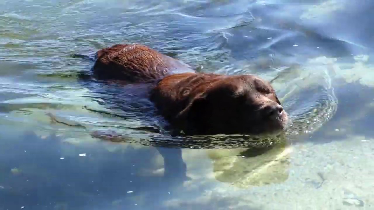 Dog Swimming - Royalty Free Stock Footage - YouTube