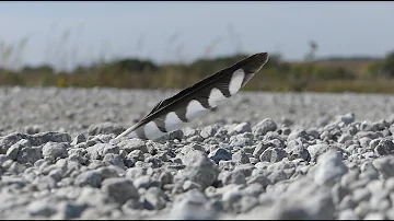 KESTREL: The Art in Survival | American Kestrel and Conservation Documentary