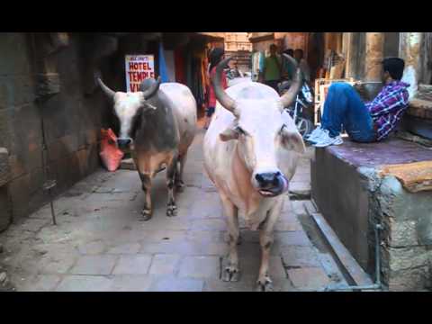 Video: Er alle køer hellige i Indien?