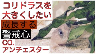 コリドラスを大きくしたい】co.アンチェスター 強まる警戒心 - YouTube