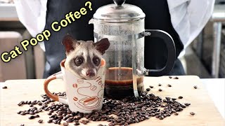 Making Kopi Luwak (cat poop coffee) - Koji coffee hack