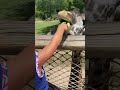 Giraffe feeding