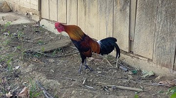 Tus noob qaib 500 000 kip qua zoo # 2