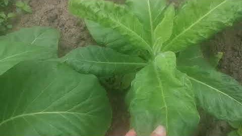 Vùng nguyên liệu thuốc lá tại huyện Krông pa. Bệnh thối thân trên cây thuốc lá  ...