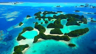 PALAU | Diving with SHARKS!