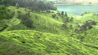 Tea plantations near Munnar, Kerala India