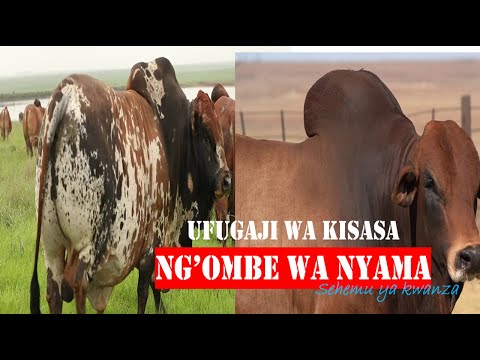 Video: Kwa Nini Ng'ombe Haoni Kipande Cha Nyama. Chukizo