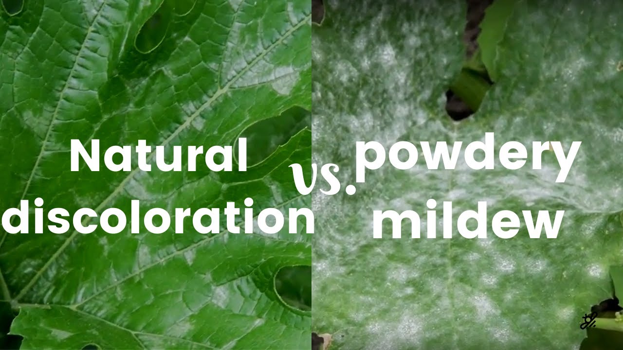 Powdery Mildew vs Natural Discoloration YouTube Powdery Mildew vs Natural Discoloration YouTube