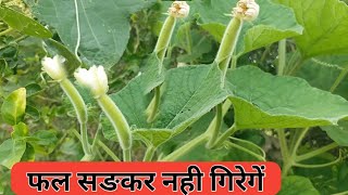 Bottle Gourd Fruits || लौकी के फल सड़कर नही गिरेगें