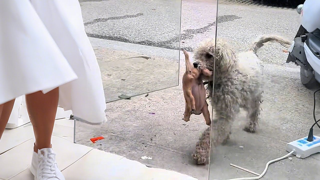 Хозяин плохо с ней обращался, и собака-мама отдала нам своих щенков!