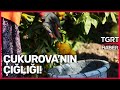 Milli Servet Böyle Çöp Oldu: Çukurova'nın Limon Çığlığı! - Ekrem Açıkel TGRT Haber