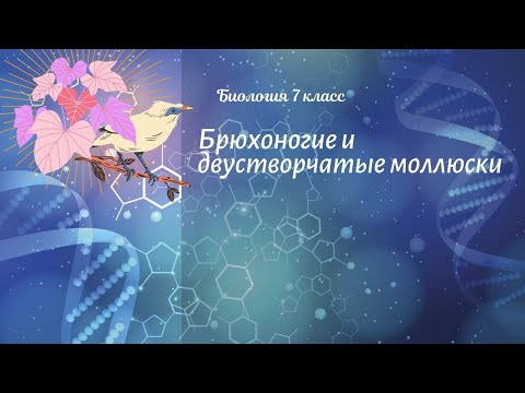 Биология 7 кл Пасечник §42 Брюхоногие и двустворчатые моллюски