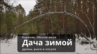 Dacha зимой, Обское море, дрон и рысь. Караканский бор.