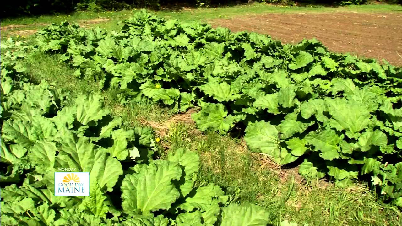 What's Growing - YouTube