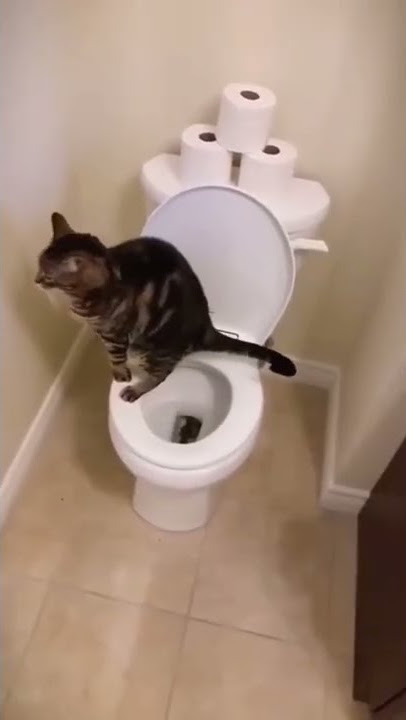 Como enseñarle a mi gato a ir al baño