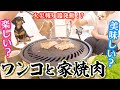 サプライズ焼肉に大興奮なチワワとチワックスと火災報知器