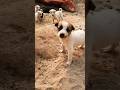 Enna Solla // #shorts #puppy #puppies #puppylife #dog #dogs #shortvideo #short #doglover #doglove