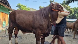 19 MILLION‼️LATEST PRICE FOR SIMMENTAL SUPER PROSPECT | Tuban Cattle Market