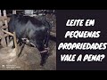 Nossa renda com duas vacas no mês de Setembro.