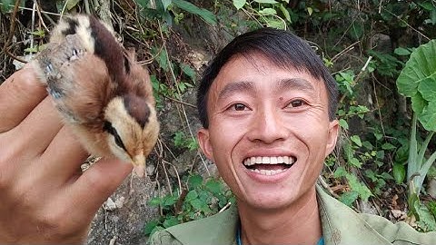 Bắt được gà rừng con