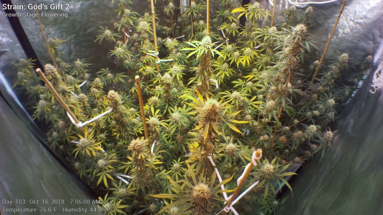 God's Gift 2 - Week 15 - Cannabis Tent Time Lapse