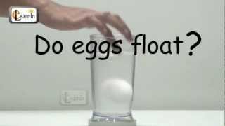 Eggs floating in salt water  Science Experiment for School Kids