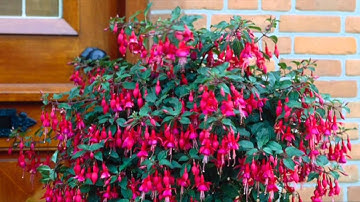 Standard Fuchsias